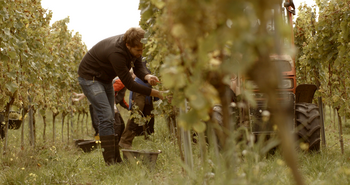 Ein junger Mann in Gummistiefeln liest im Weinberg Trauben. © Hochschschule Geisenheim