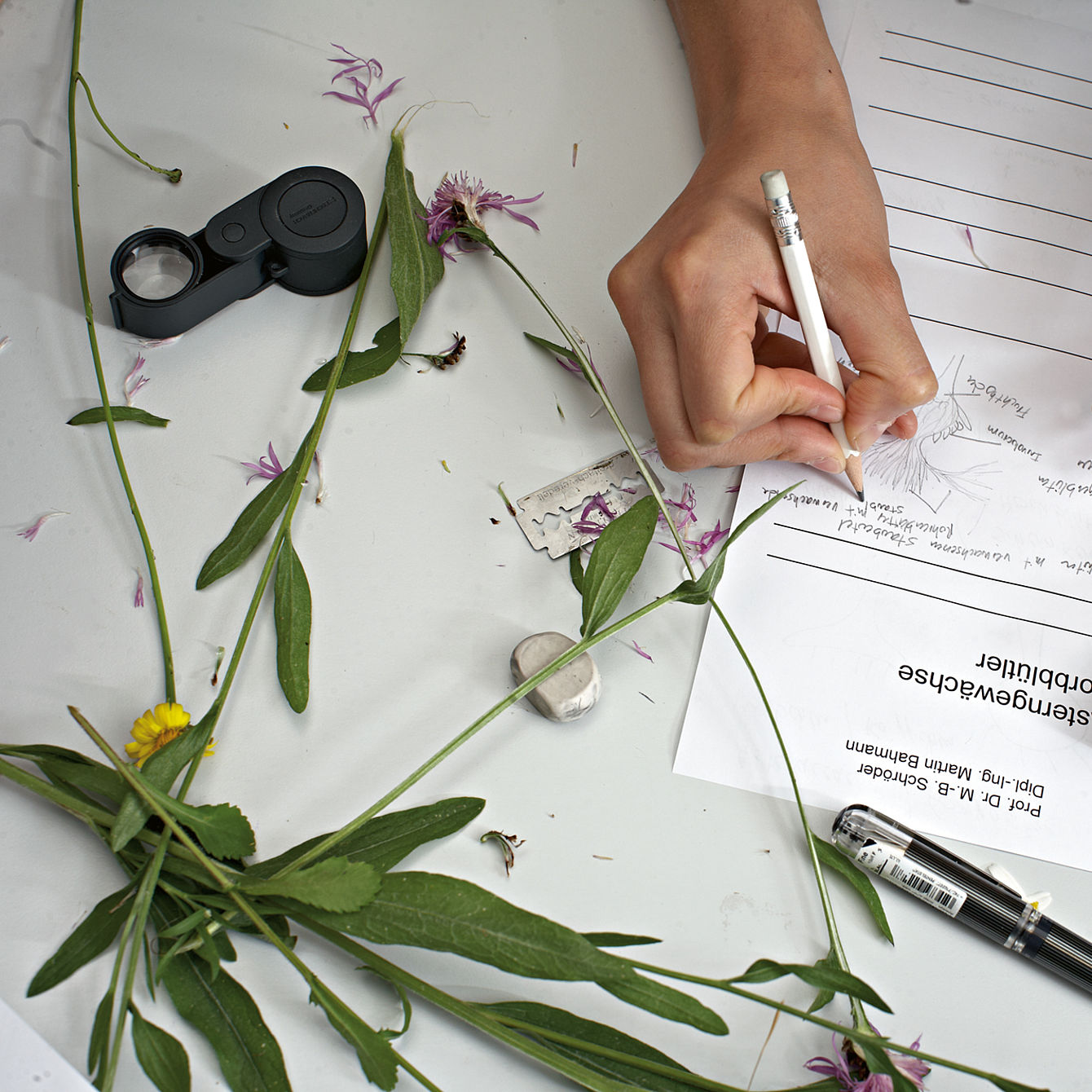 Eine Person notiert etwas auf einem Blatt Papier, daneben liegen eine Lupe und Pflanzenteile © Hochschule Geisenheim / ppsstudios.com
