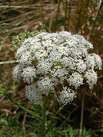 Blütenstand der Brenndolden-Silge (Selinum dubium)