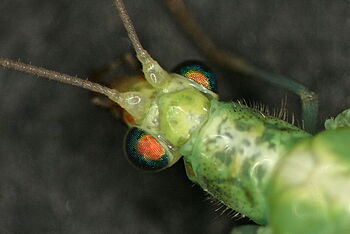 Florfliege Chrysoperla carnea