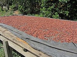 Kakaobohnen auf Holz