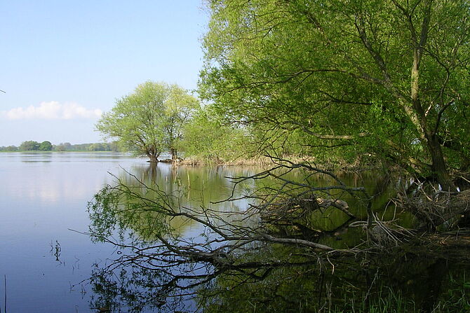 Baumweiden in der überfluteten Elbaue