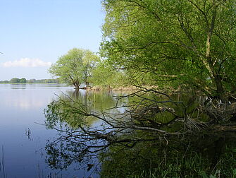 [Translate to English:] Blick in die überflutete Elbaue