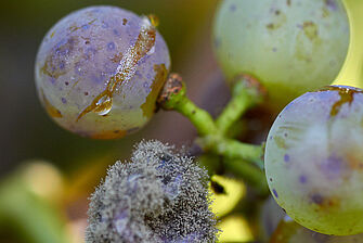 Botrytis Traube