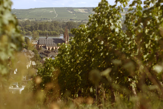 Ein Weinberg mit dem Geisenheimer Dom im Hintergrund. © Hochschschule Geisenheim