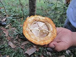 Kakaobohne in der Hand