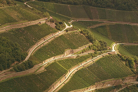 Terrassenförmig angelegte Weinberge prägen einen Hang. © Hochschule Geisenheim