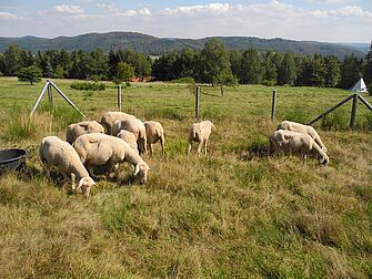 [Translate to English:] Grasende Schafe als Naturschutz-Maßnahme auf einer Wiese