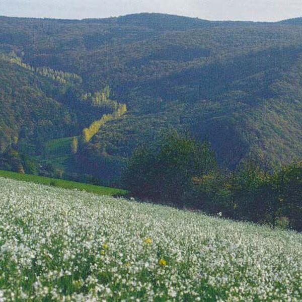 Grohloch Taunus