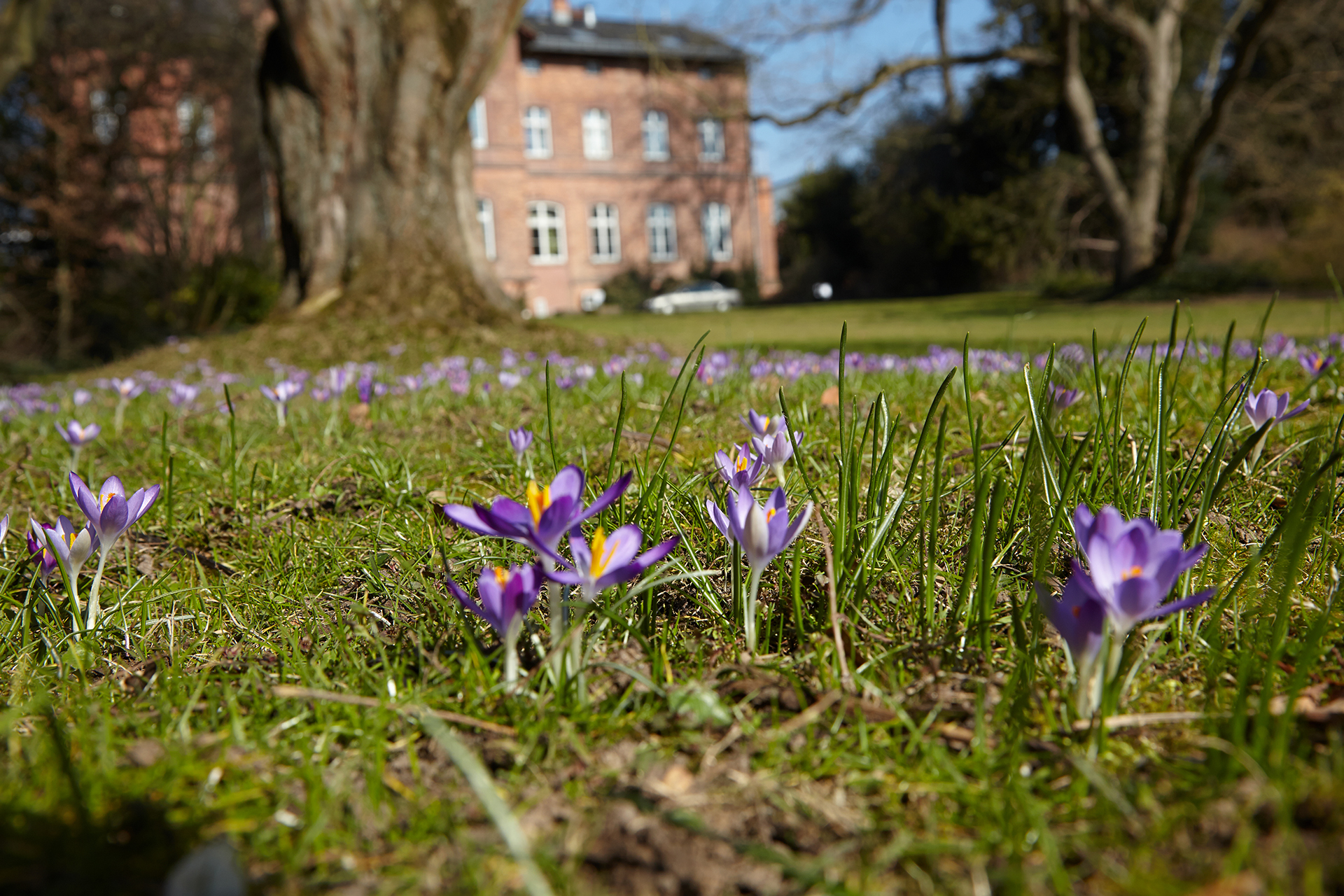 Krokusse im Park der Hochschule Geisenheim. © Hochschule Geisenheim / Winfried Schönbach